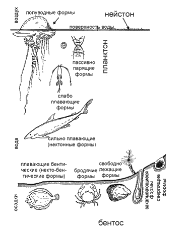 Бентос планктон нектон схема